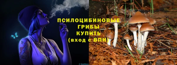 гашик Дмитров
