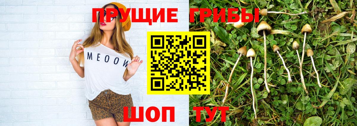 Псилоцибиновые грибы Psilocybine cubensis Междуреченск